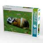 CALVENDO Puzzle Meerschweinchen Dinner 1000 Teile Lege-Größe 64 x 48 cm Foto-Puzzle Bild von Kattobello
