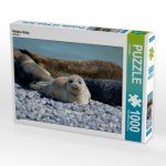 Robben Baby (Puzzle)