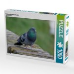 Taube auf dem Catwalk (Puzzle)