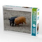 Spielende Minischwein Ferkel (Puzzle)