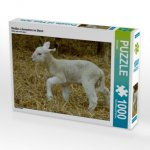 Weißes Lämmchen im Stroh (Puzzle)