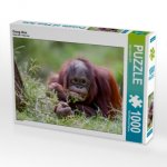 Orang Utan (Puzzle)