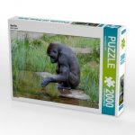 Gorilla (Puzzle)