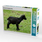 CALVENDO Puzzle Schwarzes Zwergziegen Baby 1000 Teile Lege-Größe 64 x 48 cm Foto-Puzzle Bild von Kattobello