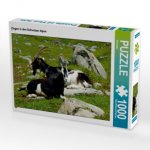 CALVENDO Puzzle Ziegen in den Schweizer Alpen 1000 Teile Lege-Größe 64 x 48 cm Foto-Puzzle Bild von Kattobello