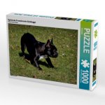 Spielende Französische Bulldogge (Puzzle)