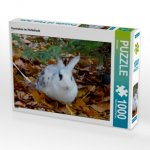 CALVENDO Puzzle Kaninchen im Herbstlaub 1000 Teile Lege-Größe 64 x 48 cm Foto-Puzzle Bild von Kattobello