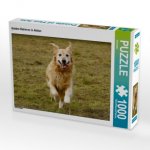 CALVENDO Puzzle Golden Retriever in Aktion 1000 Teile Lege-Größe 64 x 48 cm Foto-Puzzle Bild von Kattobello