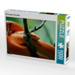 CALVENDO Puzzle Rot orangene Kornnatter 1000 Teile Lege-Größe 64 x 48 cm Foto-Puzzle Bild von Kattobello