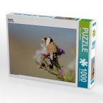 CALVENDO Puzzle Stiglitz 1000 Teile Lege-Größe 64 x 48 cm Foto-Puzzle Bild von Johann Schörkhuber