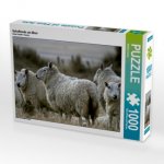 Schafherde am Meer (Puzzle)