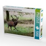 Aufgeregt vertreibt der Platzhirsch die Nebenbuhler. (Puzzle)