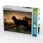 Briard im Sonnenaufgang (Puzzle)