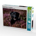 Labrador Retriever - Treue Begleiter (Puzzle)