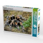 Ein Motiv aus dem Kalender Vogelspinnen (Theraphosidae) (Puzzle)