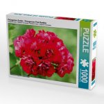 Pelargonien Zauber - Pelargonium Pink Rambler (Puzzle)