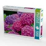 Gartenhortensie (Hydrangea macrophylla) (Puzzle)