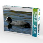 CALVENDO Puzzle Blässhuhn (Fulica atra) 1000 Teile Lege-Größe 64 x 48 cm Foto-Puzzle Bild von kattobello
