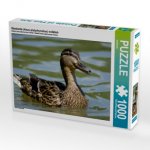 CALVENDO Puzzle Stockente (Anas platyrhynchos) weiblich 1000 Teile Lege-Größe 64 x 48 cm Foto-Puzzle Bild von kattobello