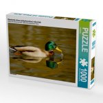 CALVENDO Puzzle Stockente (Anas platyrhynchos) männlich 1000 Teile Lege-Größe 64 x 48 cm Foto-Puzzle Bild von kattobello