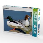 CALVENDO Puzzle Gänsesäger Paar 1000 Teile Lege-Größe 64 x 48 cm Foto-Puzzle Bild von kattobello