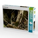 CALVENDO Puzzle Zwei Wanderratten 1000 Teile Lege-Größe 64 x 48 cm Foto-Puzzle Bild von kattobello