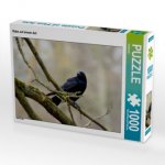 CALVENDO Puzzle Rabe auf einem Ast 1000 Teile Lege-Größe 64 x 48 cm Foto-Puzzle Bild von kattobello