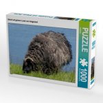 CALVENDO Puzzle Schaf auf grünen Land von Helgoland 1000 Teile Lege-Größe 64 x 48 cm Foto-Puzzle Bild von kattobello