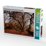 Die Süntelbuchenallee von Bad Nenndorf im November (Puzzle)