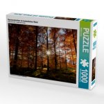 Sonnenstrahlen im herbstlichen Wald (Puzzle)