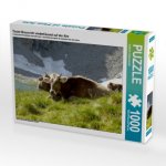 Tiroler Braunvieh wiederkäuend auf der Alm (Puzzle)