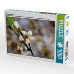 Pflaumenblüte (Puzzle)