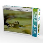 Teichfrosch (Pelophylax esculentus) mit Blattlaus auf der Nase zwischen Seerosenblättern (Puzzle)