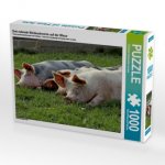 Drei ruhende Weideschweine auf der Wiese (Puzzle)