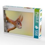 CALVENDO Puzzle Eichhörnchen 1000 Teile Lege-Größe 64 x 48 cm Foto-Puzzle Bild von Wilfried Martin