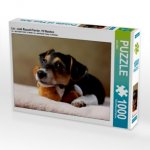 Liu - Jack Russell-Terrier, 10 Wochen (Puzzle)
