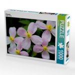 Clematis (Puzzle)