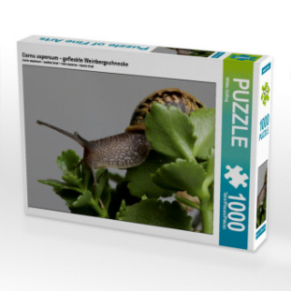 Cornu aspersum - gefleckte Weinbergschnecke (Puzzle)