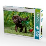 Ein Motiv aus dem Kalender Labrador Retriever - ein Herz auf 4 Pfoten (Puzzle)