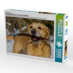 Ein Motiv aus dem Kalender Labrador Retriever - ein Herz auf 4 Pfoten (Puzzle)