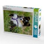 Ein Motiv aus dem Kalender Mit Shelties durchs Jahr (Puzzle)