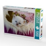 Ein Motiv aus dem Kalender RAGDOLLS Impressionen aus der Kinderstube (Puzzle)