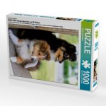 Ein Motiv aus dem Kalender SHELTIES Herzensbrecher auf 4 Pfoten (Puzzle)