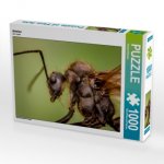 Ameise (Puzzle)