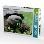 Riesenschildkröte auf der Galapagos Insel Floreana (Puzzle)