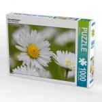 Gänseblümchen (Puzzle)