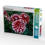 Ein Motiv aus dem Kalender Dahlien - elegant und schön (Puzzle)