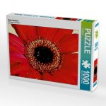 Rote Gerbera (Puzzle)