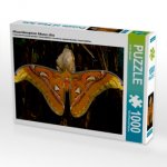 Atlasseidenspinner Attacus atlas (Puzzle)