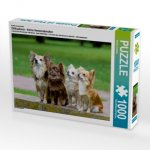 Ein Motiv aus dem Kalender Chihuahuas - kleine Herzensbrecher (Puzzle)